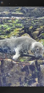 Seal resting on the mossy rocky shore under sunlight.