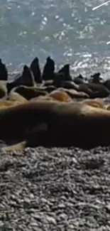 Seals relaxing on a rocky beach under sunlight.