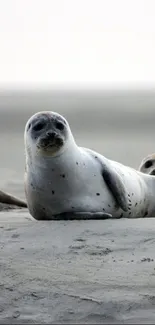 Seals lounging on a calm, sandy beach in a serene mobile wallpaper.