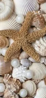 Mobile wallpaper with seashells and a starfish in neutral tones.