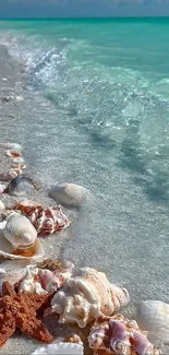 Seashells scattered on a sandy beach with turquoise waves.