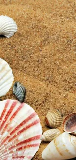 Seashells on sandy beach mobile wallpaper.