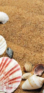 Mobile wallpaper with seashells on sandy beach.