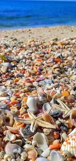 Colorful seashell-covered beach with ocean backdrop.