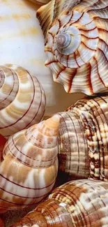 Mobile wallpaper with detailed seashells in earthy tones.