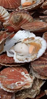 Intricate arrangement of various seashells.