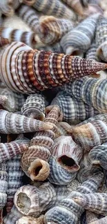 Close-up of various seashells on a sandy beach, showcasing intricate patterns.