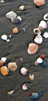 Seashells scattered on dark sandy beach, creating a serene and coastal mobile wallpaper.