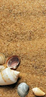 Seashells laid out on golden brown sand.