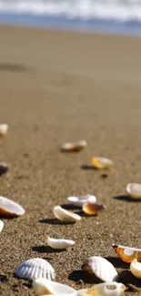 Seashells scattered on a sandy beach with ocean in the background.