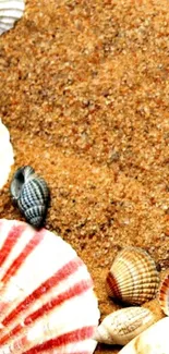 Seashells scattered on a sandy beach background.