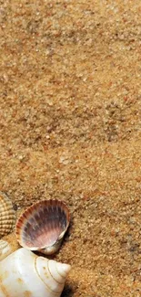 Mobile wallpaper featuring seashells on a sandy beach background.