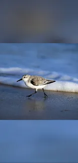 Shorebird walking along the water's edge on a beach.