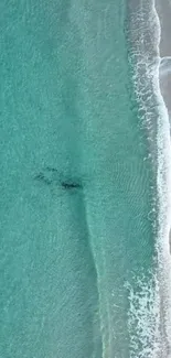 Aerial view of turquoise ocean meeting sandy beach