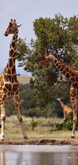 Giraffes standing by a waterhole in an African landscape.