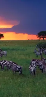 Zebras grazing at sunset in the African savanna.