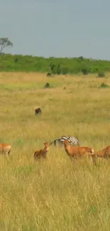 Zebras and antelopes in African savanna landscape.