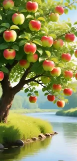 Apple tree by a river with bright apples on a sunny day.