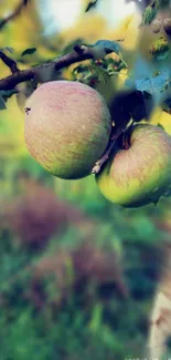 Close-up of apples on a tree branch against a blurred green background.