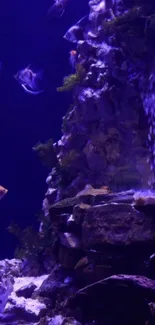 Colorful fish swimming in purple-lit aquarium