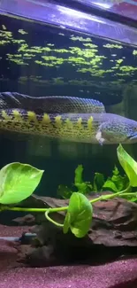 Colorful fish swimming in lush aquarium with green plants.