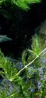 Wallpapershowing lush green aquatic plants against a dark background.