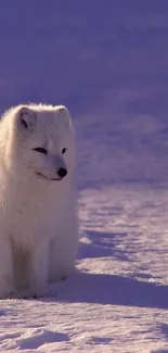 Serene Arctic fox in snowy landscape mobile wallpaper.