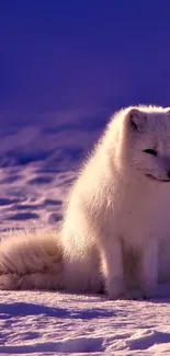 White arctic fox sitting on a snowy landscape with a purple sky.