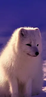 White Arctic fox in snow under violet sky.