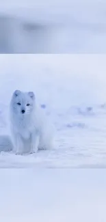 Arctic fox sitting in a snowy landscape background.