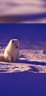 A serene Arctic fox in a snowy landscape under a blue sky.