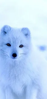 Serene Arctic fox in snowy landscape, soft blue hues.