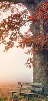 Serene autumn park scene with tree and bench.
