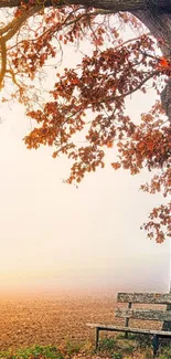 Autumn park with bench under orange-foliaged tree in fog.