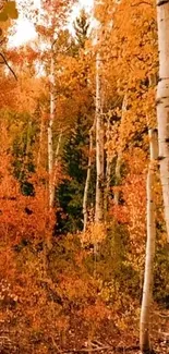 Vibrant autumn birch forest with orange leaves and serene atmosphere.