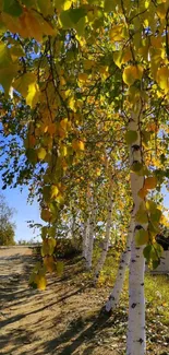 Autumn birch trees lining a serene path with yellow and green leaves.