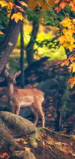 Deer in an autumn forest with vibrant fall leaves.