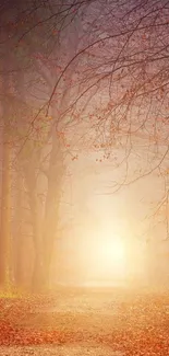 A serene autumn forest path illuminated by warm sunlight.