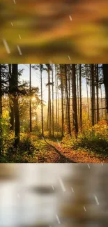 Serene autumn forest path with sunlit trees and vibrant foliage.