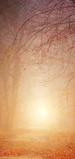 Sunlit autumn forest pathway with orange leaves and serene atmosphere.