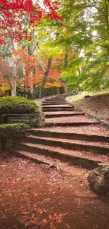 Rustic stone steps in an autumn forest with vibrant foliage.