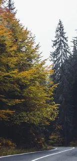 Serene autumn road winding through a vibrant forest landscape.