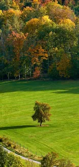 Mobile wallpaper of green field and autumn forest with a single tree.