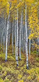 Serene autumn forest wallpaper with golden leaves and birch trees.