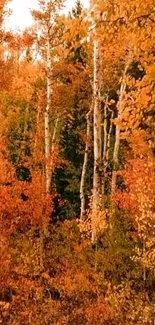 Orange leaves in a serene autumn forest.