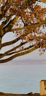 Autumn tree with golden leaves by a tranquil lake bench.