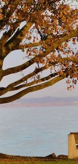 Autumn tree with orange leaves by a lakeside, serene and tranquil view.