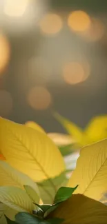 Golden autumn leaves with soft bokeh background.