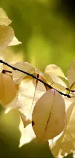 Close-up of autumn leaves with green background.