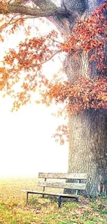 Serene park scene with a bench and autumn tree.